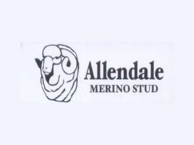 Allendale Merino Ram Sale - Saturday 15th January